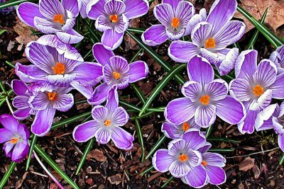 Crocus