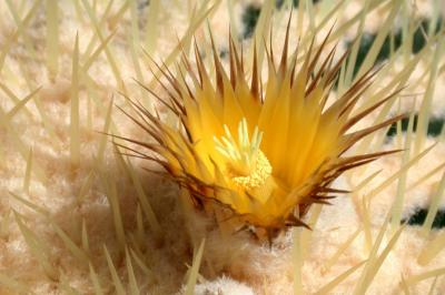 Cactus Flower