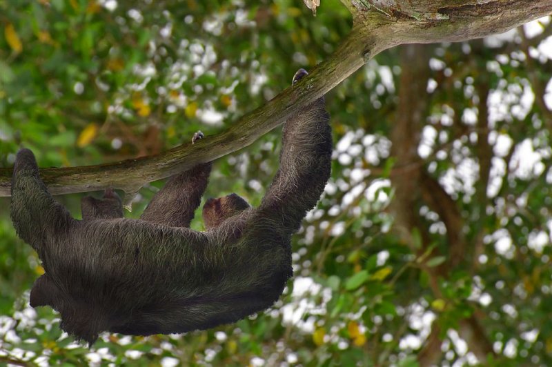 Three Toe Sloth On Quest ! Manuel Antonio National Park