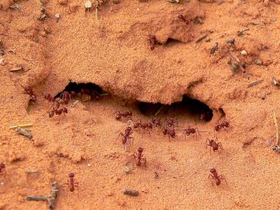 Busy  Ants