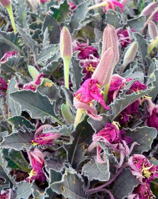 Fluffy Desert Flower