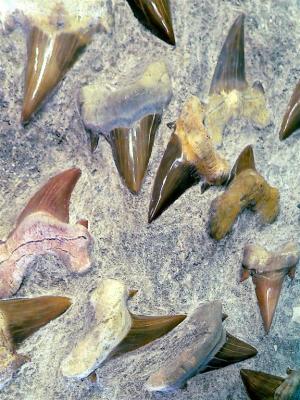 Pre-historic Shark Teeth