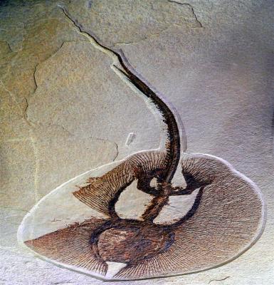 Eocene Era Ray, Just 50 Million Year Old