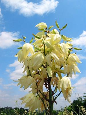 Blooming Agave