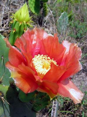 Red Cactus Flower