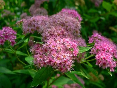 Wild Flowers On Colorado River