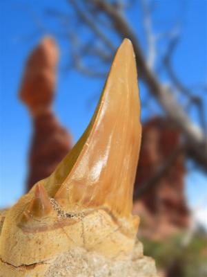 Prehistoric Shark Tooth