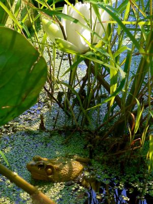 Crimpy Frog In Indian Creek
