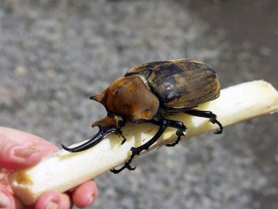 Miniature Beetle, Guapiles