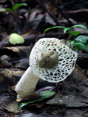 Menacing Mushroom, Monteverde Forest