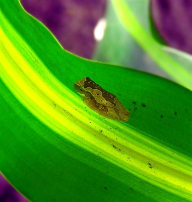 Mysterious Sponge Frog, Monteverde Forest