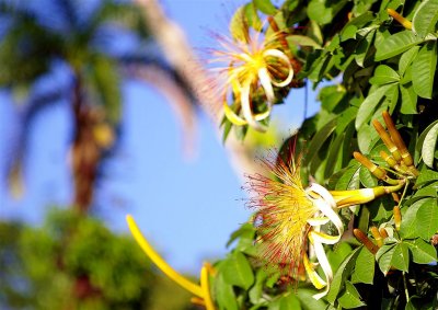 Flora Of Tortuguero Selva