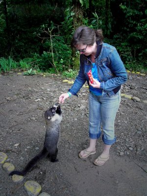 2 Bonitas Strike Again ! Coatimundi In Monteverde Forest