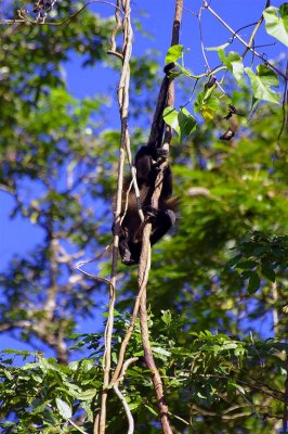 Howler Monkey In Stunt, Tortuguero Selva
