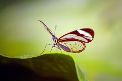 Transparent Butterfly In Highlands