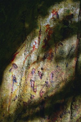 Mysterious Script On Blood Tree... Jungles Of Tortuguero