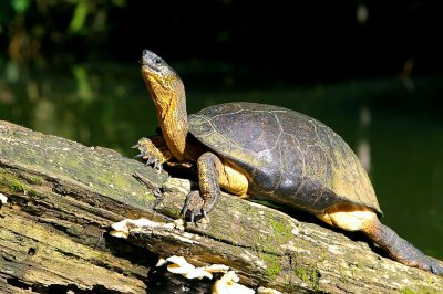 Sunbathing Black Turtle, Carrara Park