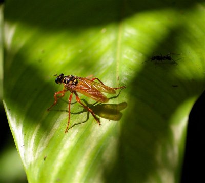 Superfly, Jungles Of Tortuguero