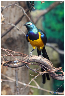 Small Bird 2