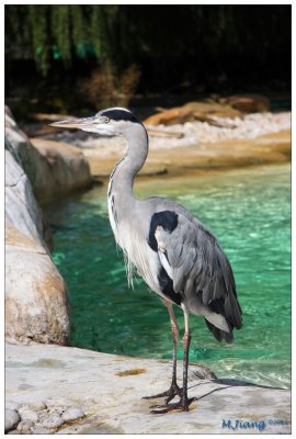 Grey Heron