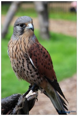 Kestrel 1