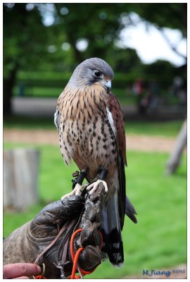 Kestrel 2