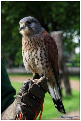 Kestrel 3