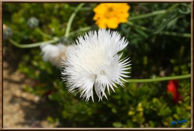 Flower (in the formal garden)