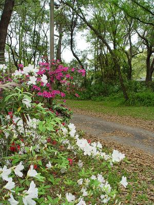 Azalea-Road-2003.jpg