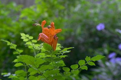 Orange-Flower-in-Garden.jpg