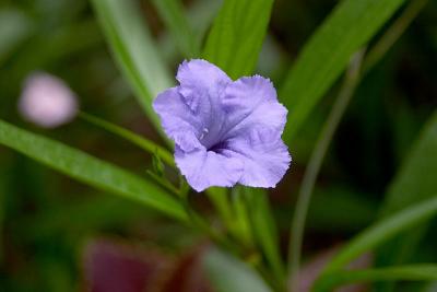 Tiny-Purple-Flower.jpg