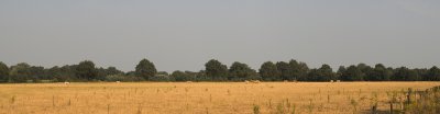 Dry field Strijbeek Pano.jpg