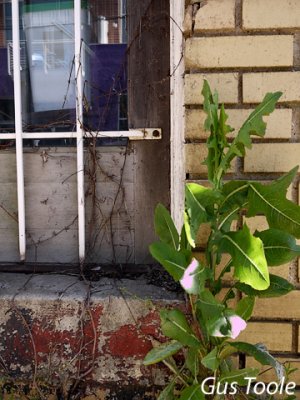 Window with weed