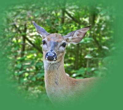 deer-vignette.jpg