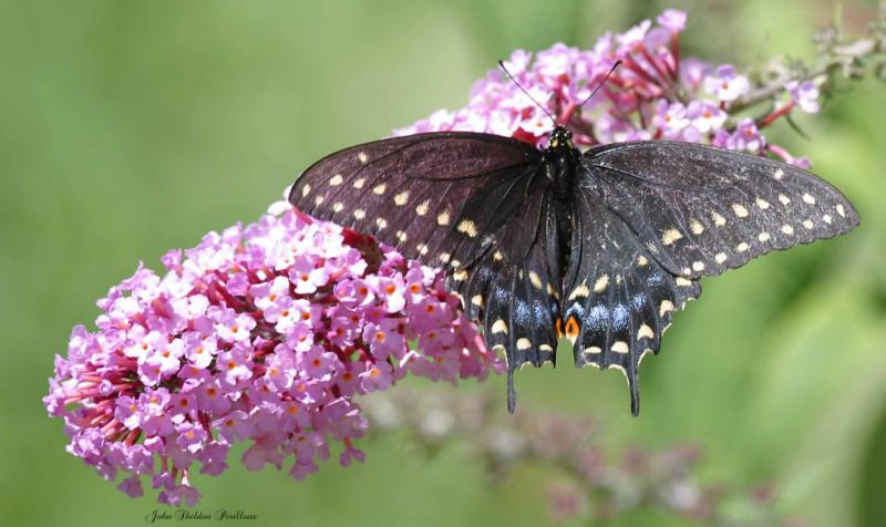 Black Swallowtail <i>(Papilio polyxenes)</i> (female)