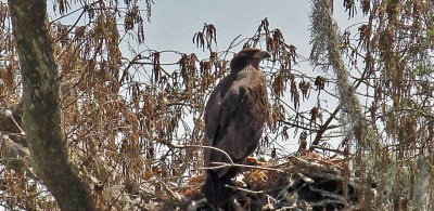 Montz Eaglet