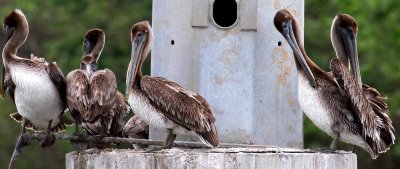 Brown Pelicans