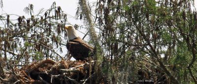 Adult Eagle In Nest