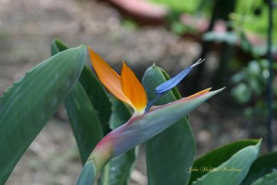 Bird of Paradise (Strelitzia reginae)