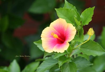 Mrs. Jimmy Spengler Hibiscus