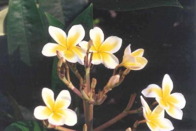 Plumeria (Celadine)