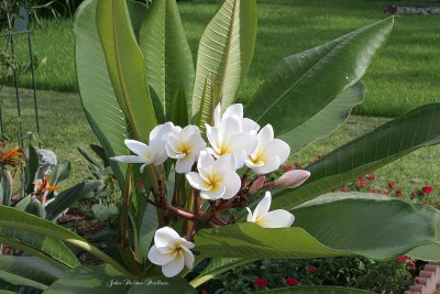 Plumeria (Plumeria rubra) - unknown variety