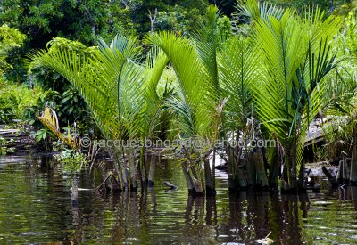 River Palms
