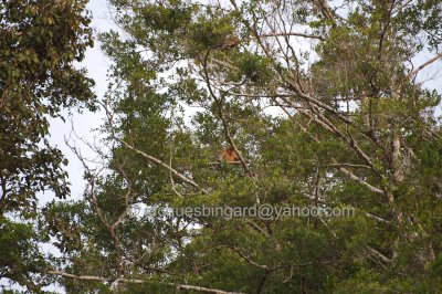 Long Nose Monkey (Still far with 300mm lens)