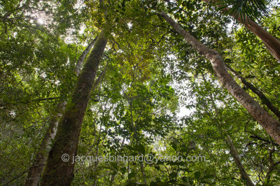 Borneo Jungle