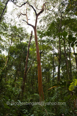 Borneo Jungle