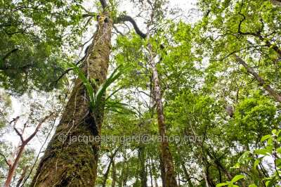 Borneo Jungle