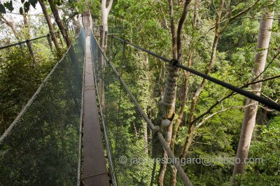 Treetop Canopy Walkway