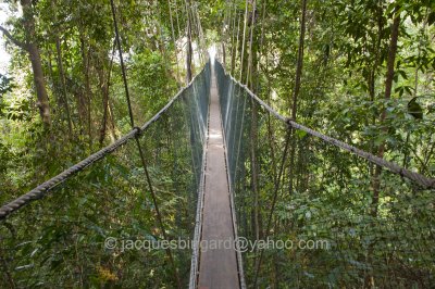 Treetop Canopy Walkway