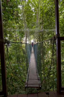 Treetop Canopy Walkway